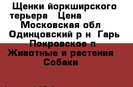 Щенки йоркширского терьера › Цена ­ 18 000 - Московская обл., Одинцовский р-н, Гарь-Покровское п. Животные и растения » Собаки   